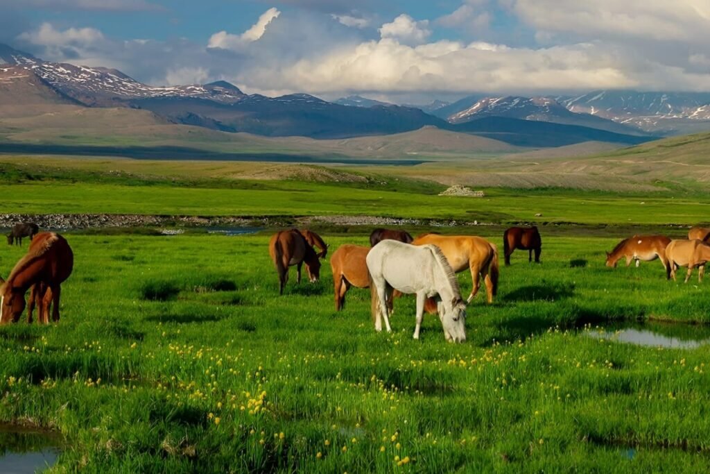 A herd of horses grazing across the lush green alpine plains of Deosai National Park in Skardu Gilgit Baltistan Pakistan with rolling hills and a cloudy blue sky.