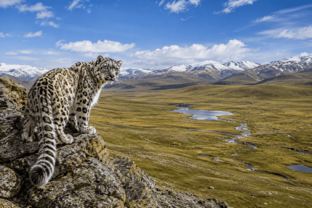 Snow leopard resting on rocky terrain overlooking the vast grasslands, streams, and snow-capped mountains of Deosai Plains, Pakistan.