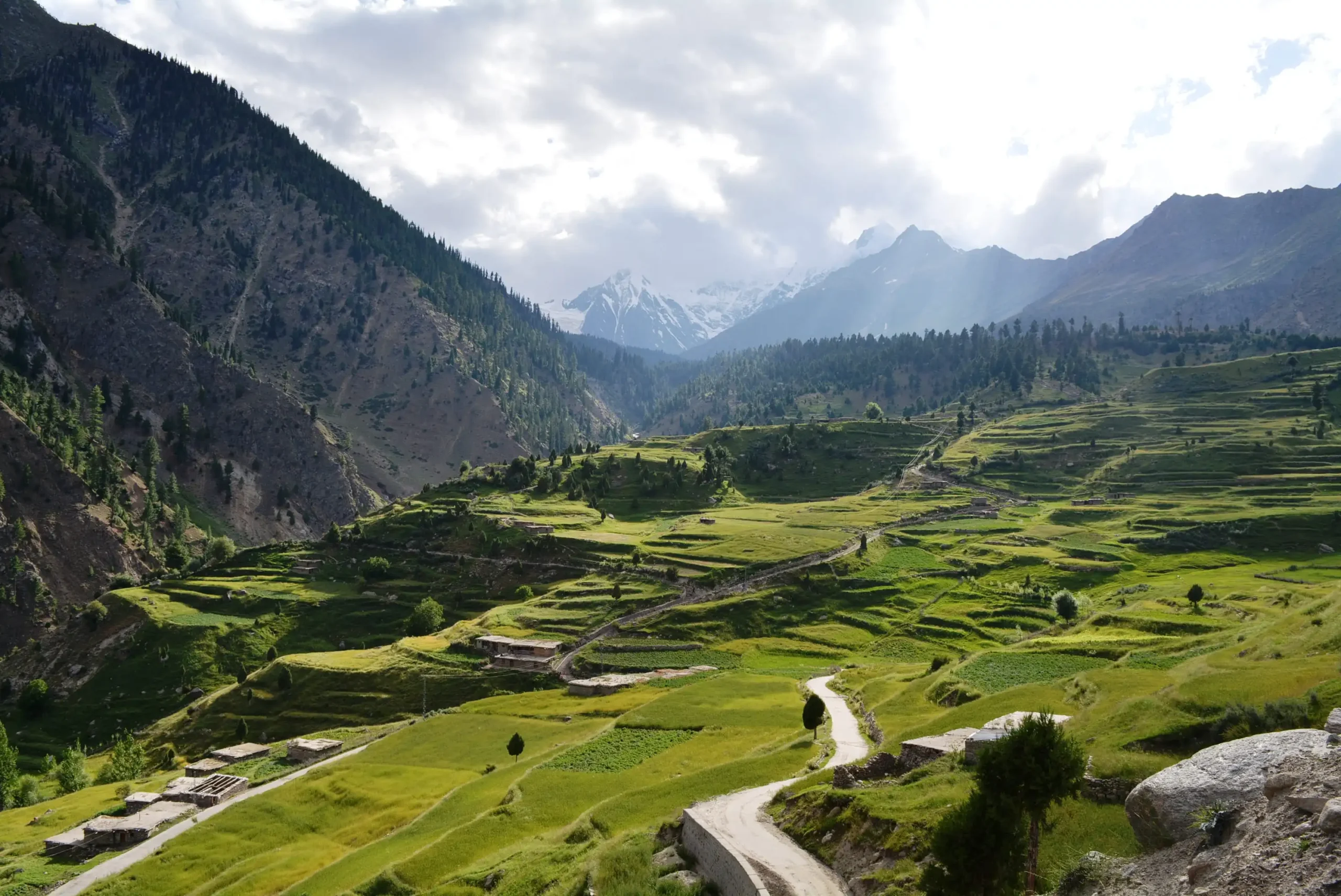 Northern Discover tour through the lush green terraced fields and snow-capped peaks of Rama Valley, Astore.
