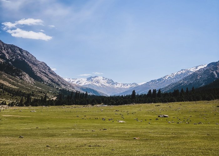 Lush green meadows and pine trees in Harcho Valley, a beautiful stop among places to visit in Astore Valley